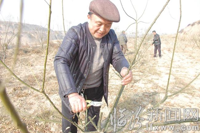 汾西王雙亮:“雙季槐”托起山鄉富裕夢