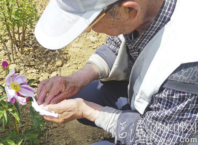 授完粉的花蕊采摘回來便是回味無窮的牡丹茶