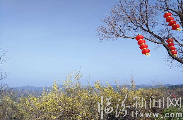來這里養眼洗肺潤心!安澤黃花旅游月開啟全域旅游春季模式
