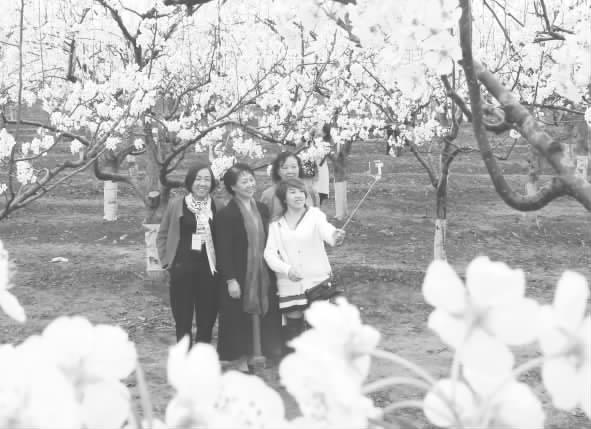 游客們在潔白的梨花下拍照留念