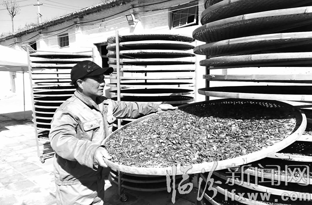 臨汾“太岳裕翹”首批連翹茶將上市