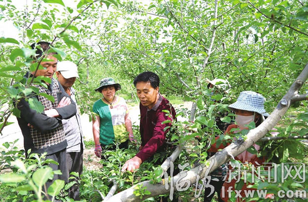 吉縣竇興華:他就是一棵搖錢樹(shù)!果農(nóng)靠他來(lái)致富