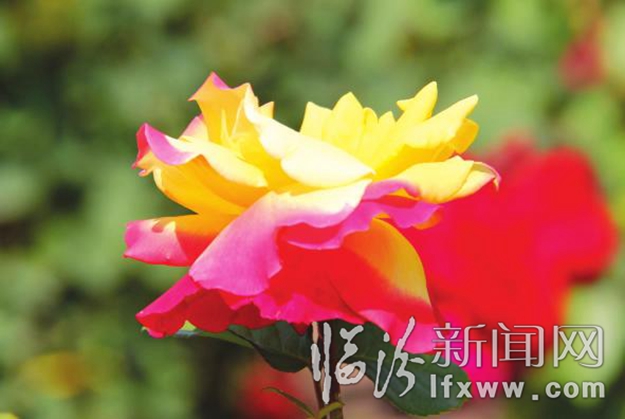 別跑了 美景就在咱汾河邊