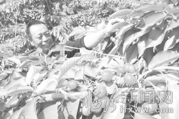 小櫻桃 撬動翼城旅游大發展