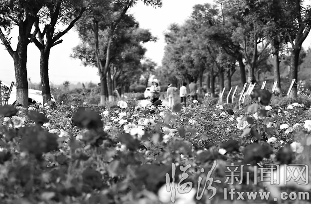 臨汾:眾香月季逞奇葩