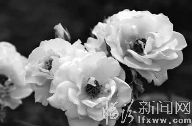 臨汾:眾香月季逞奇葩