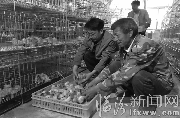 永和奇奇里村:優(yōu)質雞苗讓貧困戶早日脫貧