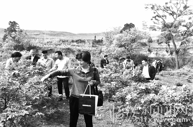 鄉(xiāng)寧:玫瑰飄香·浪漫之約