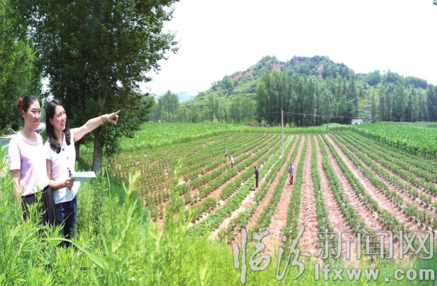 袁美麗和村委會主任付海榮正在規劃著法井村的蔬菜基地。