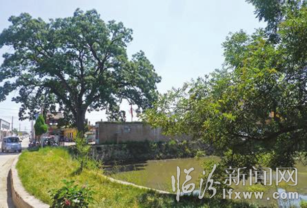 汾西古郡村里的古槐古泊池