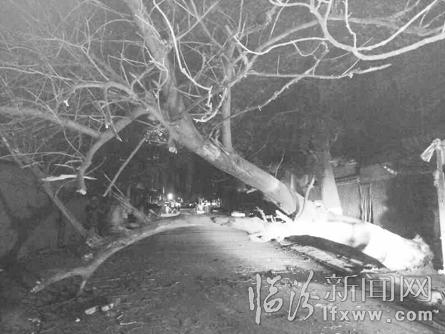 臨汾:大樹被刮倒 綠化一隊除險情