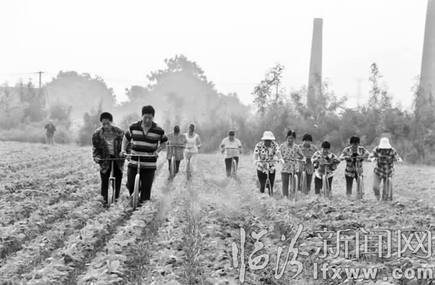 古法除草一絲不茍