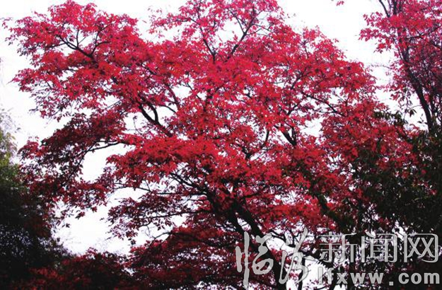 一樹丹楓惹人醉