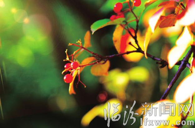 一山紅葉艷如霞