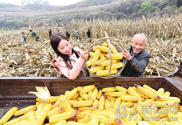 安澤:5000名黨員干部幫農(nóng)搶收