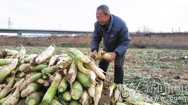 洪洞馬牧二村:菜農(nóng)喜豐收