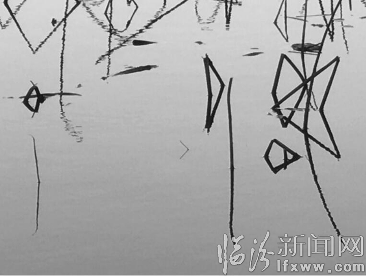 【詩歌】殘荷之美